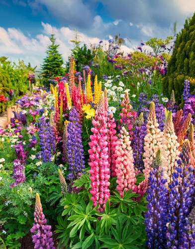 Flower Plants - Kadiyam Nursery